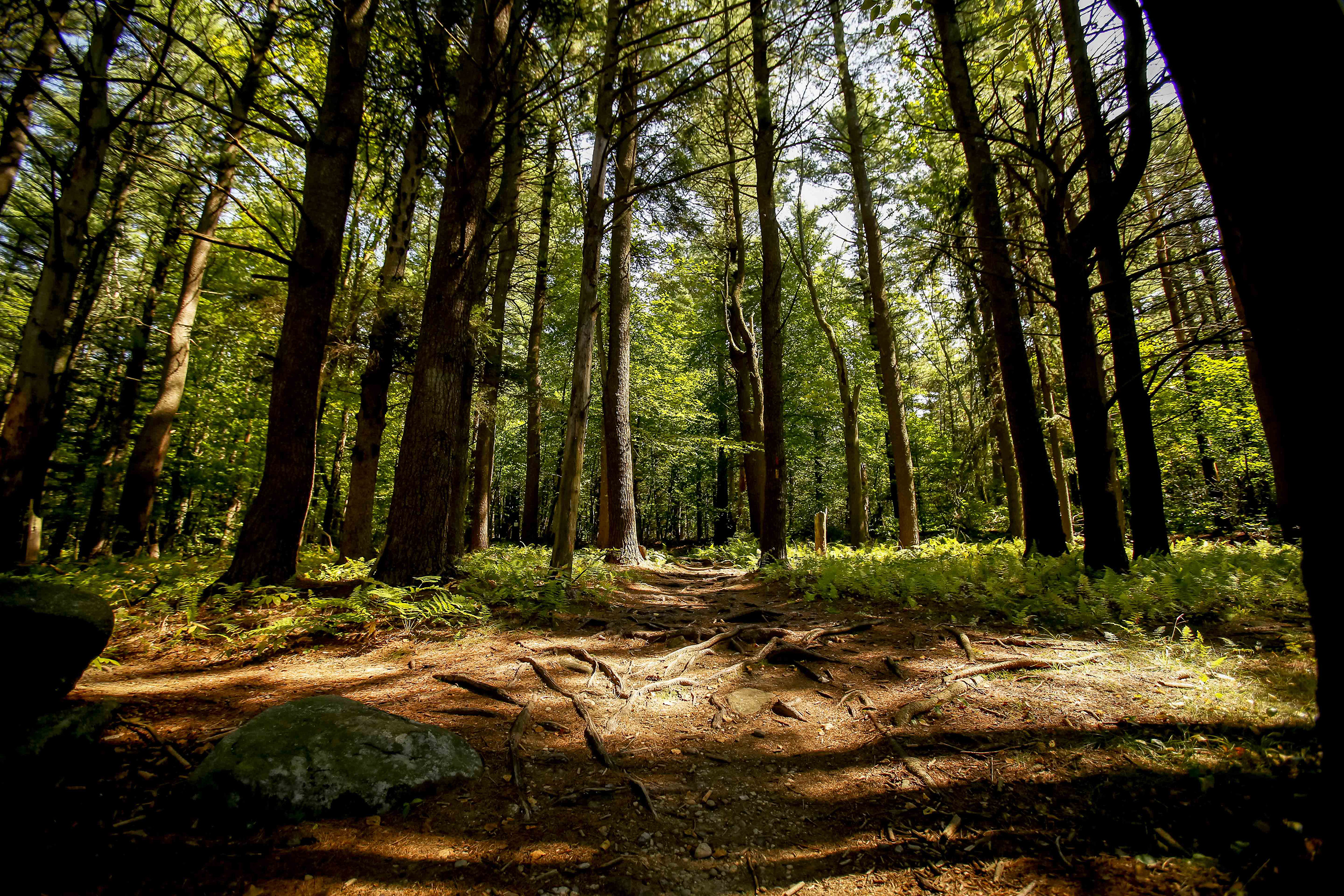 Forest Refuge About