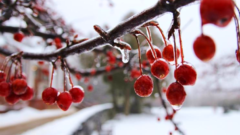 Cherry tree